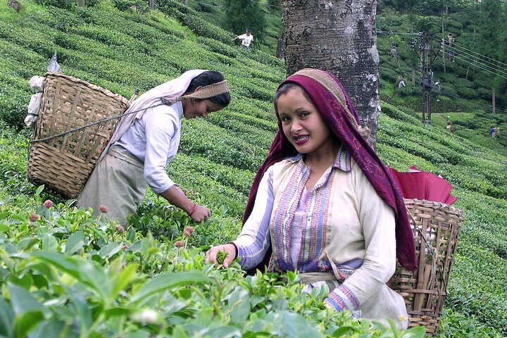 Darjeeling & Gangtok tour