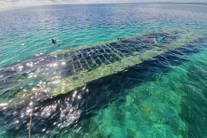 Discovery by boat of the Mangrove and its lagoon in 7 Stages including 4 Swimming