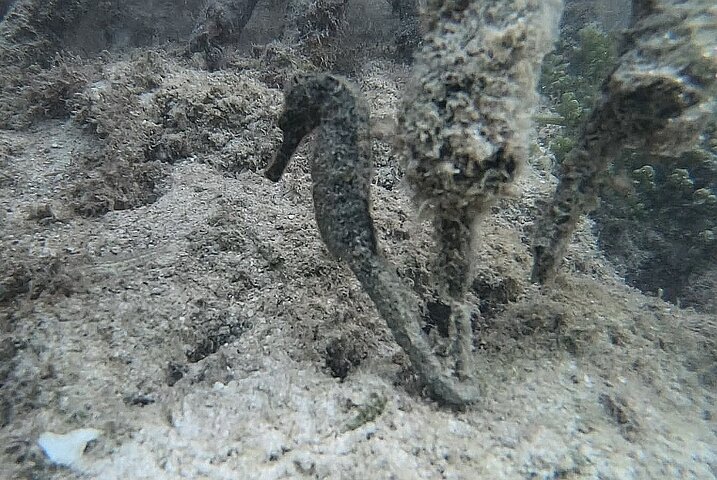 Discovery by boat of the Mangrove and its lagoon in 7 Stages including 4 Swimming
