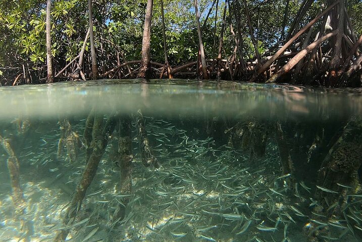 Discovery by boat of the Mangrove and its lagoon in 7 Stages including 4 Swimming