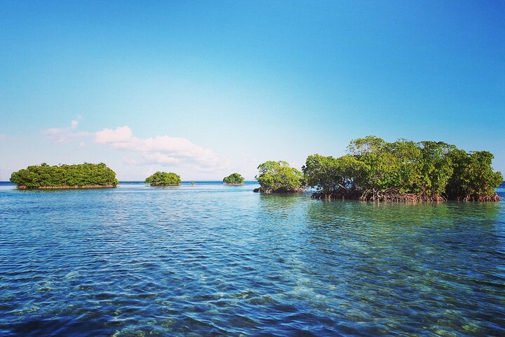 Discovery by boat of the Mangrove and its lagoon in 7 Stages including 4 Swimming
