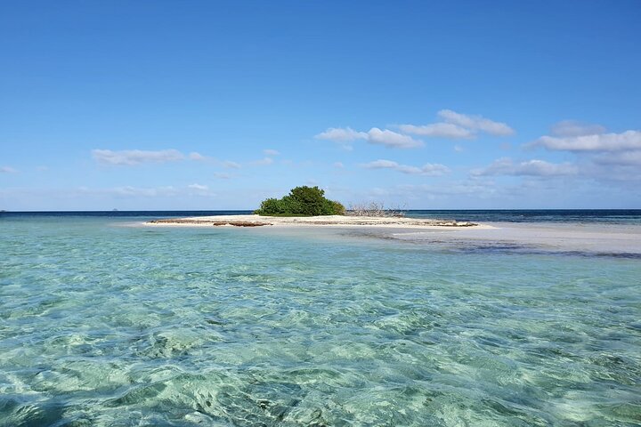 Discovery by boat of the Mangrove and its lagoon in 7 Stages including 4 Swimming