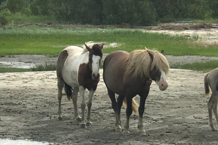Chincoteague's Up The Bay Pony and Wildlife Tour by Boat