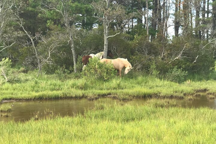 Chincoteague's Up The Bay Pony and Wildlife Tour by Boat