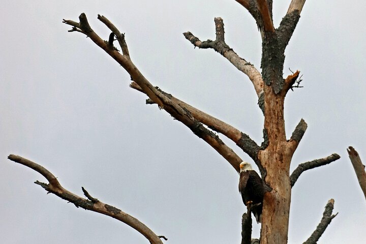 Chincoteague's Up The Bay Pony and Wildlife Tour by Boat