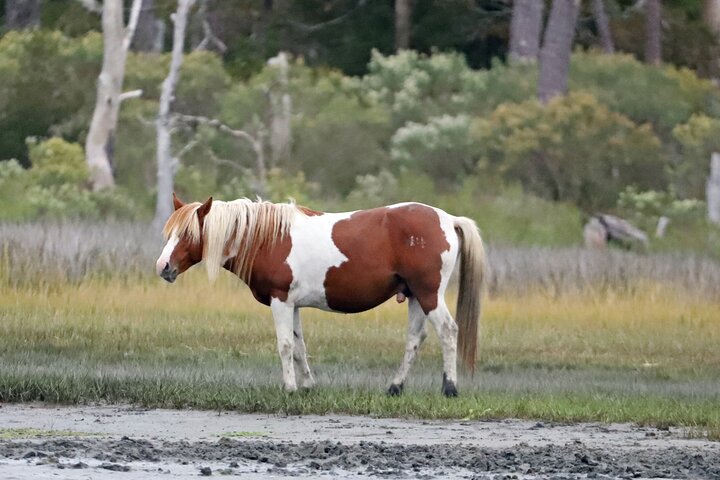 Chincoteague's Up The Bay Pony and Wildlife Tour by Boat