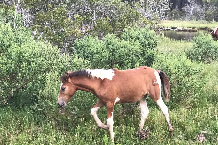 Chincoteague's Up The Bay Pony and Wildlife Tour by Boat