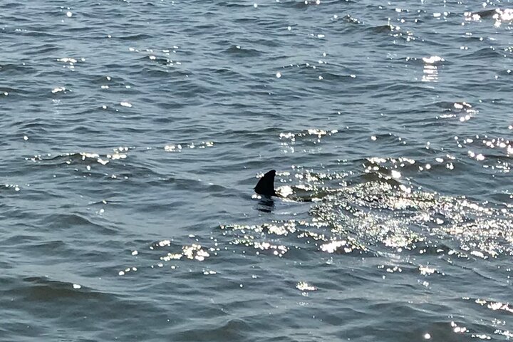 Chincoteague's Up The Bay Pony and Wildlife Tour by Boat