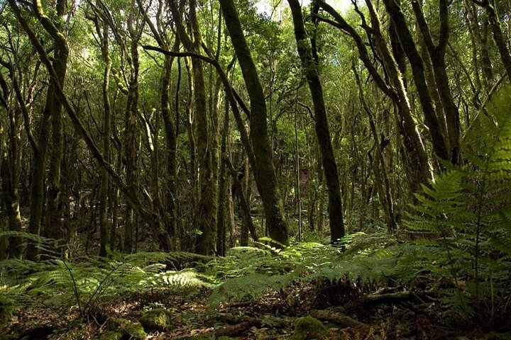 Full Day Guided Tour to La Gomera from Tenerife