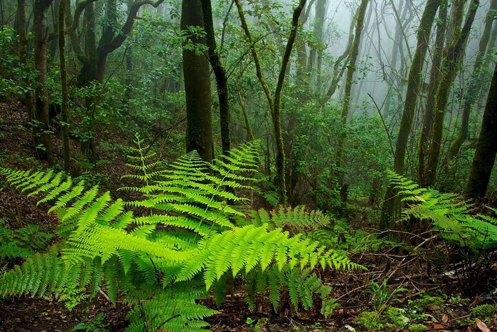 Full Day Guided Tour to La Gomera from Tenerife