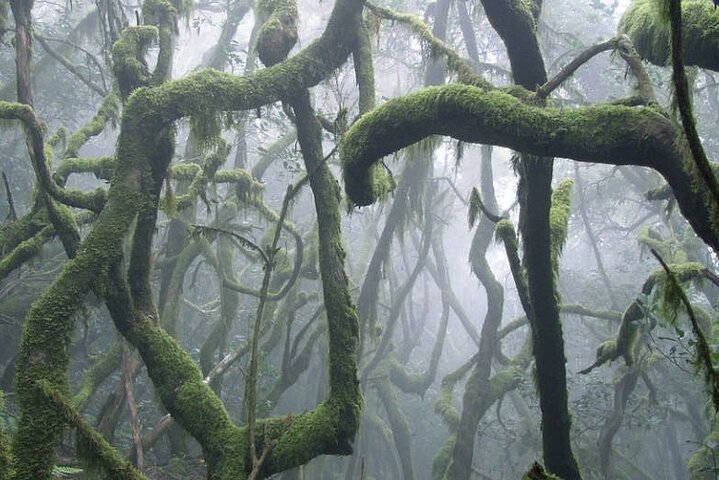 Full Day Guided Tour to La Gomera from Tenerife
