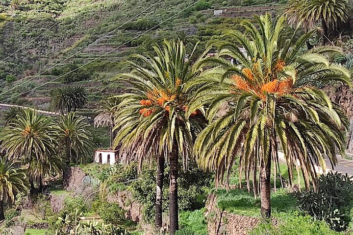 Full Day Guided Tour to La Gomera from Tenerife