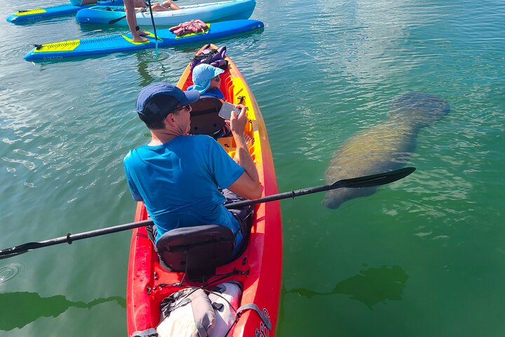 Mangrove Tunnel & Manatee Kayak Eco-Tour
