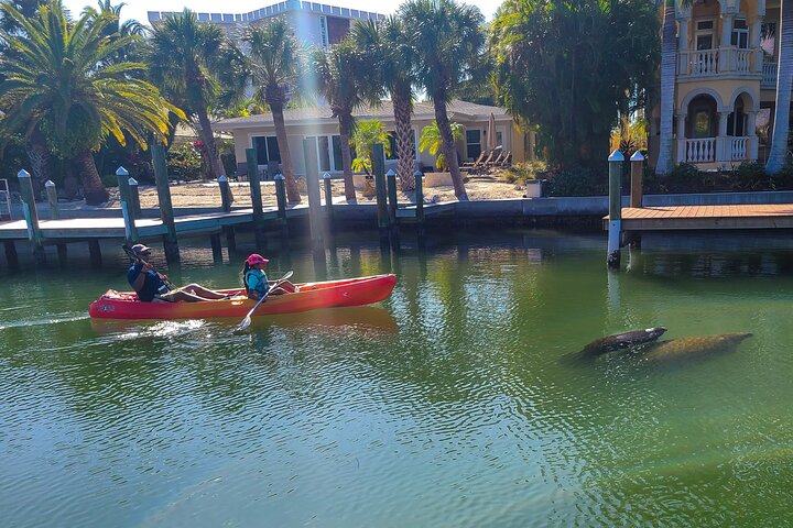Mangrove Tunnel & Manatee Kayak Eco-Tour