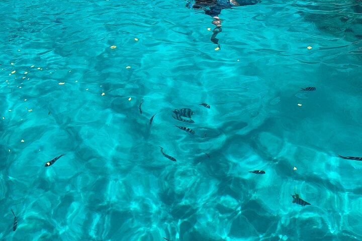 Reef Safari - Snorkeling, Fish Feeding & Lunch (Shared Day Trip)