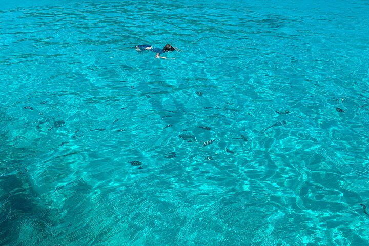 Reef Safari - Snorkeling, Fish Feeding & Lunch (Shared Day Trip)