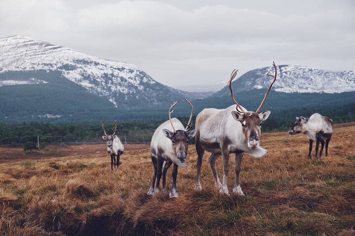 Private Cairngorm National Park tour