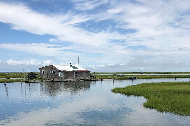 Chincoteague's Up The Bay Pony and Wildlife Tour by Boat