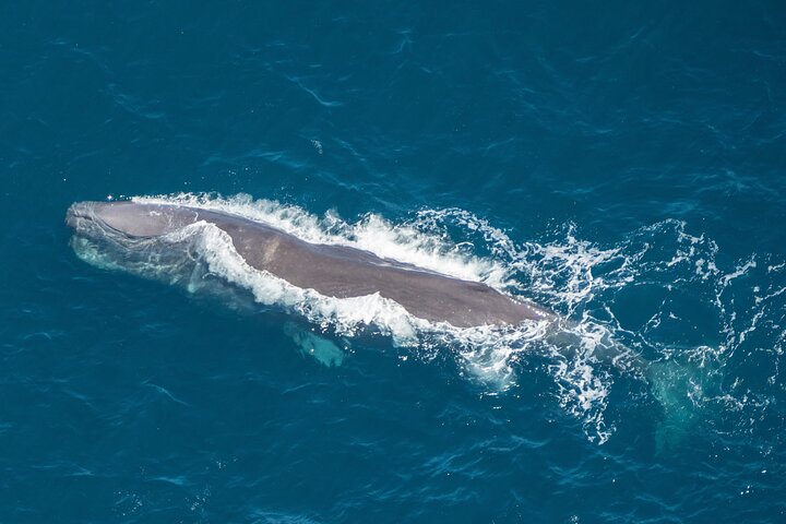 Kaikoura Helicopters Extended Whale Watch