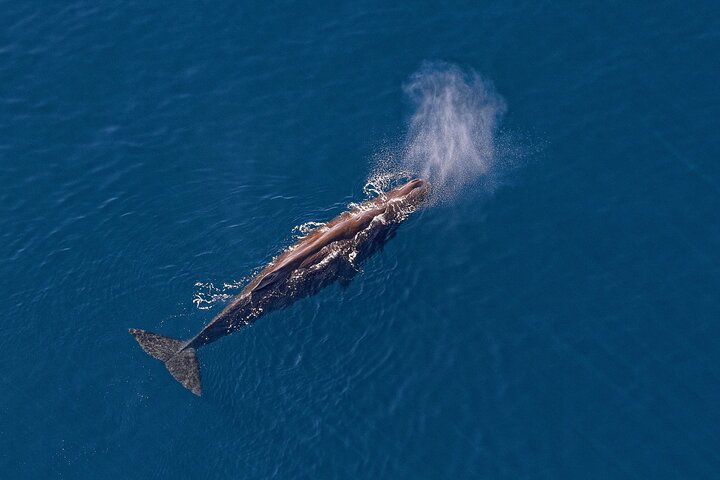 Kaikoura Helicopters Top n Tail Whale Watch flight