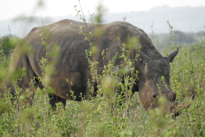 Private Adventure: Nairobi park, Elephants & Giraffe centre