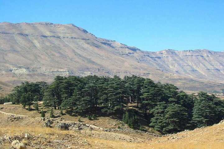 Cedars of Lebanon, Qozhaya, & Bcharreh - With Lunch