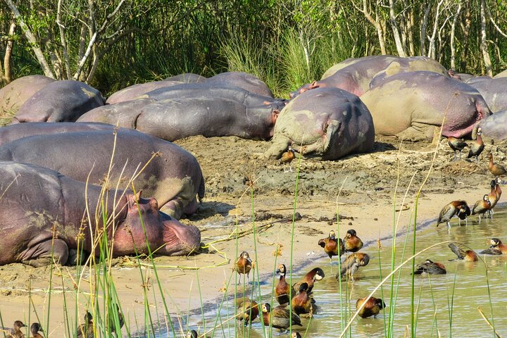 Hippo and Croc Boat Cruise in Saint Lucia with collection