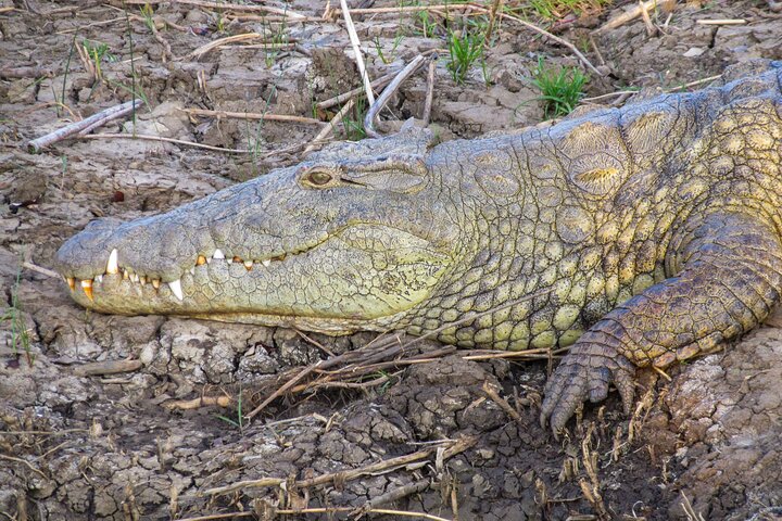 Hippo and Croc Boat Cruise in Saint Lucia with collection