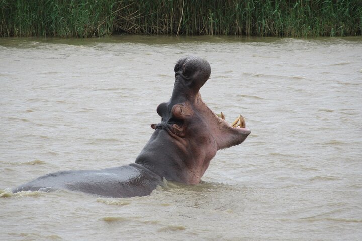 Hippo and Croc Boat Cruise in Saint Lucia with collection