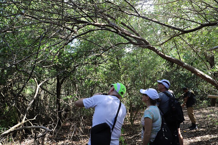 Spanish Lagoon Mangrove Trail & Bird Watching