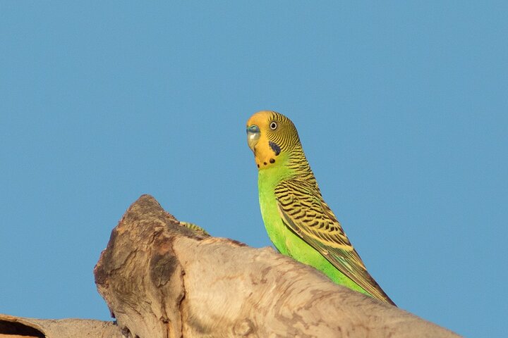 Pilbara Bird Tours