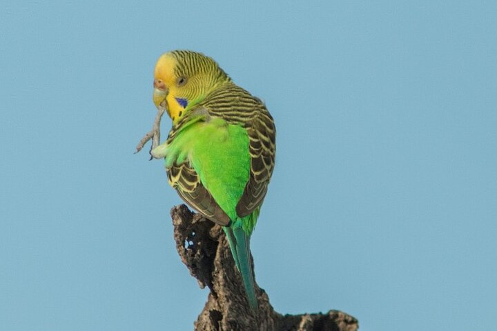 Pilbara Bird Tours