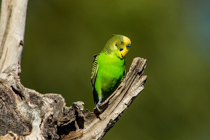 Pilbara Bird Tours