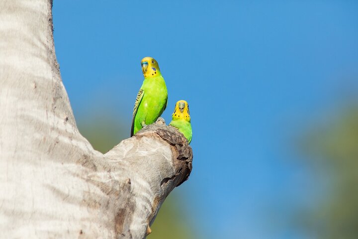 Pilbara Bird Tours