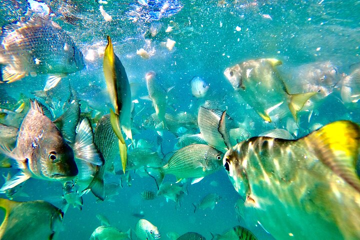 Moreton Island Day Trip (Kayak, Snorkel & Sandboard) frm Brisbane or Gold Coast