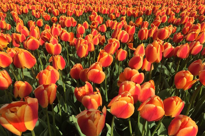Private Flowerfield Tour in a smooth electric car from Leiden