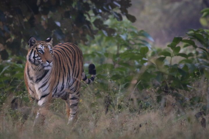 Exclusive Bandhavgarh Tiger Safari