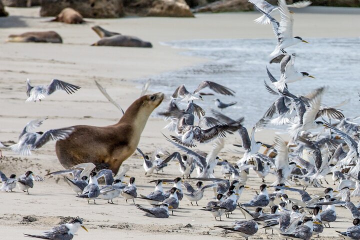 Full-Day Kangaroo Island Experience Departing from Kangaroo Island
