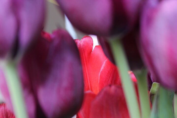 Private Flowerfield Tour in a smooth electric car from Leiden
