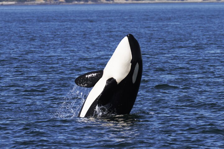 Victoria Whale Watch Tour