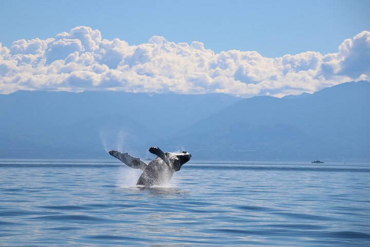 Victoria Whale Watch Tour
