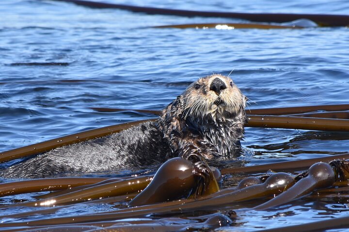 Victoria Whale Watch Tour