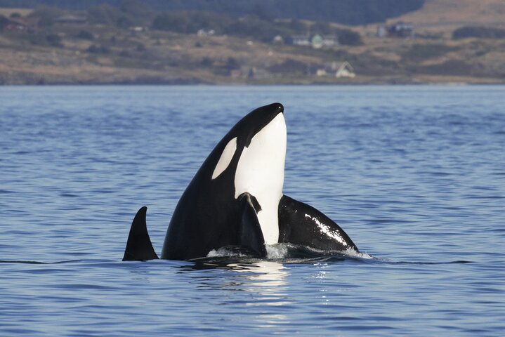 Victoria Whale Watch Tour