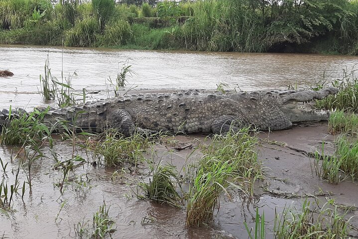 Jungle Crocodile Safari: Tarcoles River Crocodile Tour