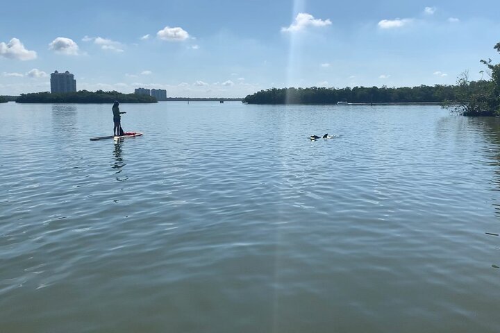 Dolphin and Manatee Adventure Tour of Fort Myers
