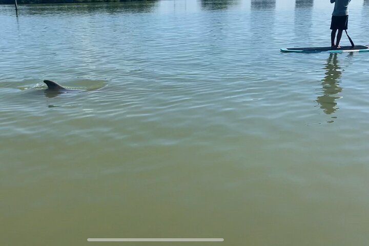 Dolphin and Manatee Adventure Tour of Fort Myers