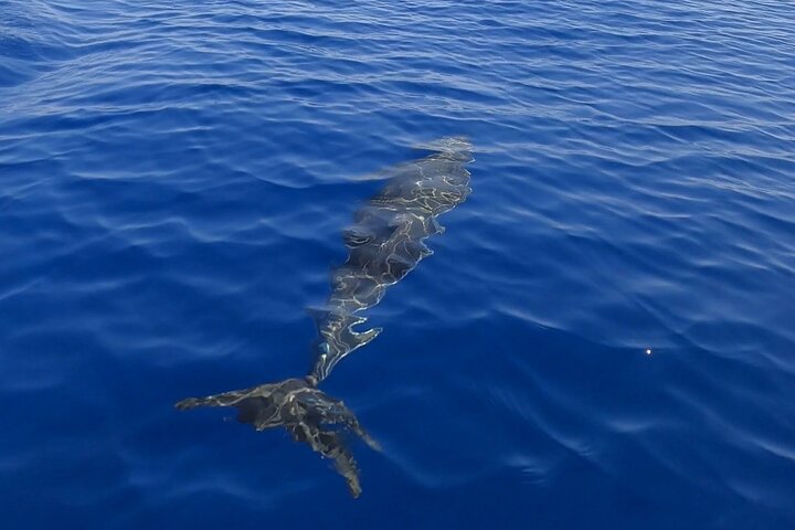 Boat Tour Egadi Day discover Favignana and Levanzo from Trapani