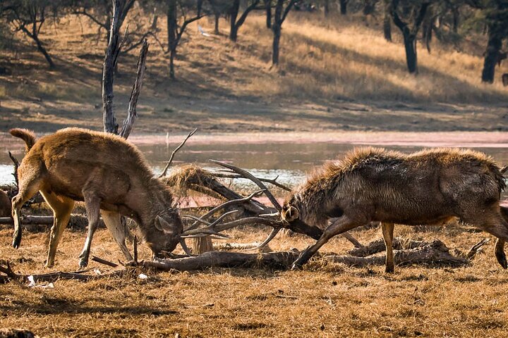 Ranthambore Wildlife Safari Day Trip from Jaipur