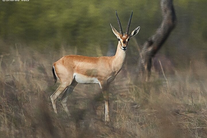 Ranthambore Wildlife Safari Day Trip from Jaipur