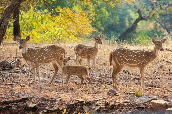 Ranthambore Wildlife Safari Day Trip from Jaipur